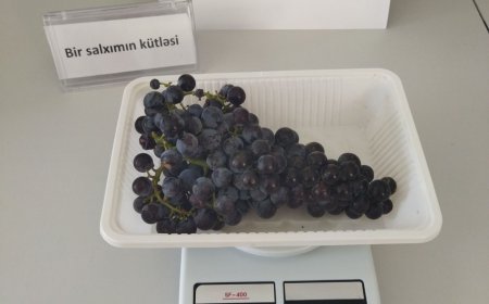 В Азербайджане размножают редкие сорта карабахского винограда